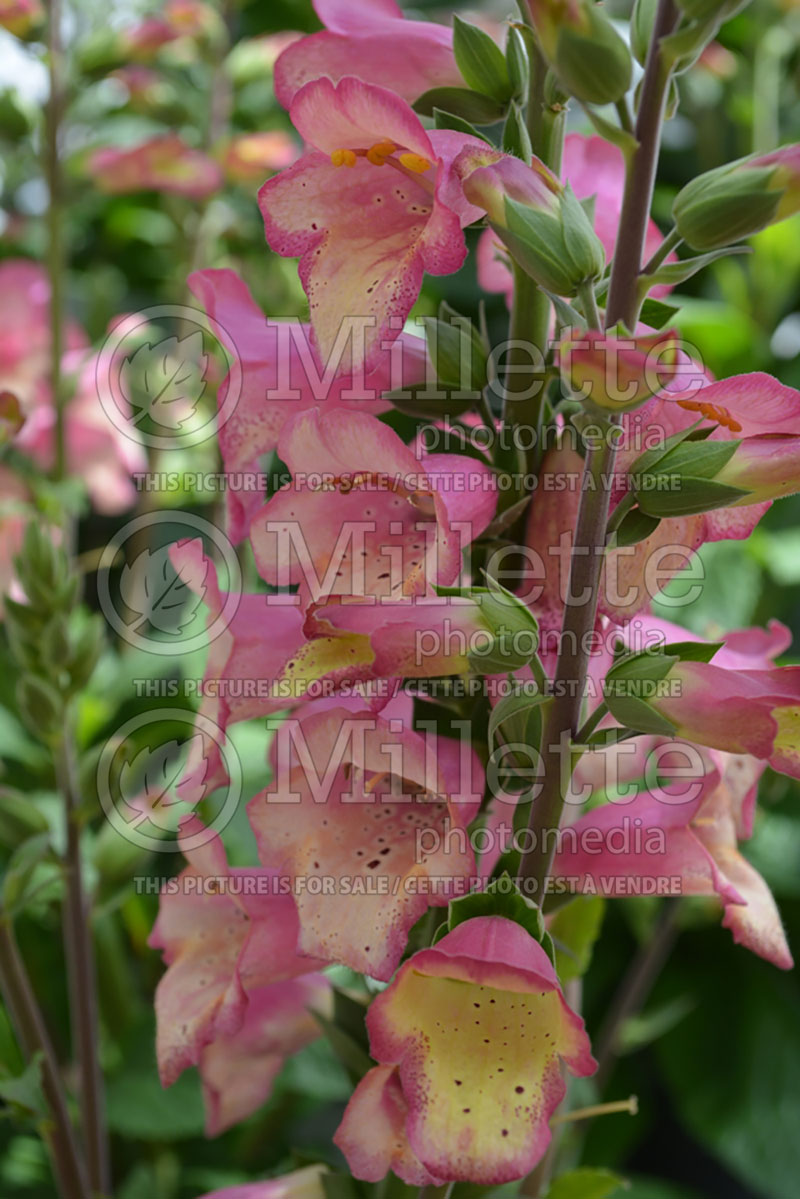 Digitalis ou Digiplexis Berry Canary (Foxgloves) 1