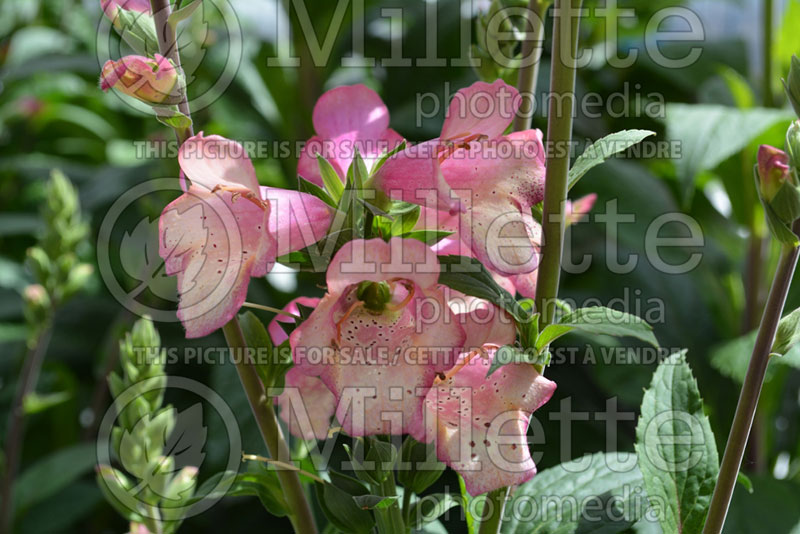 Digitalis or Digiplexis Berry Canary (Foxgloves) 2