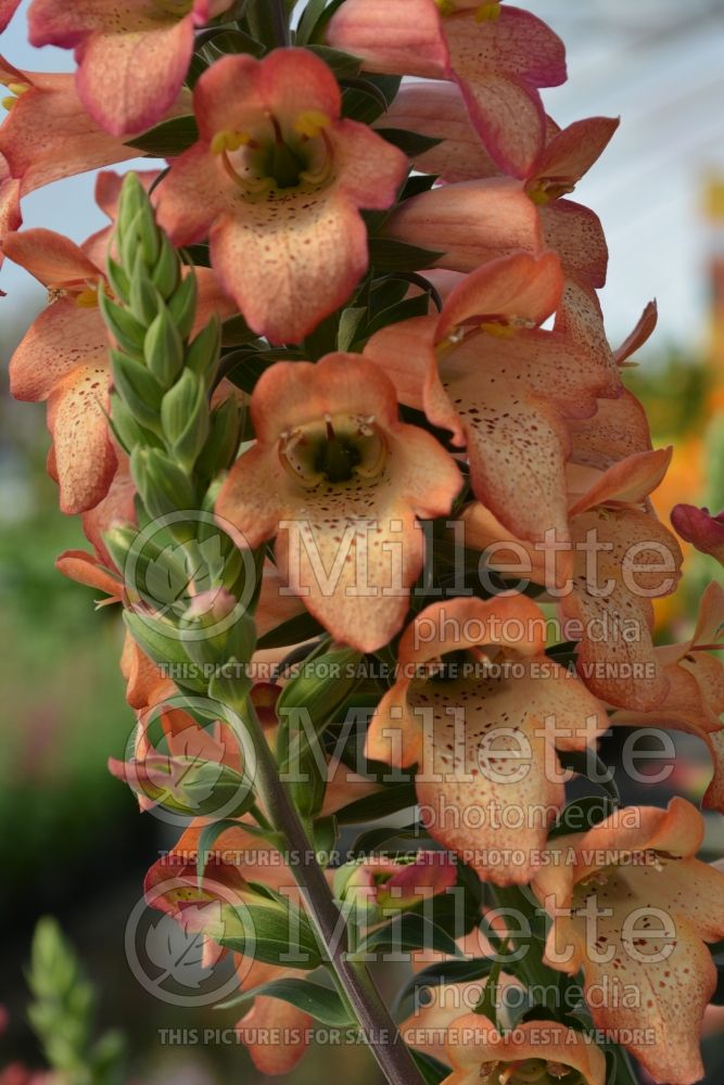 Digitalis or Digiplexis Illumination Apricot (Foxgloves) 1