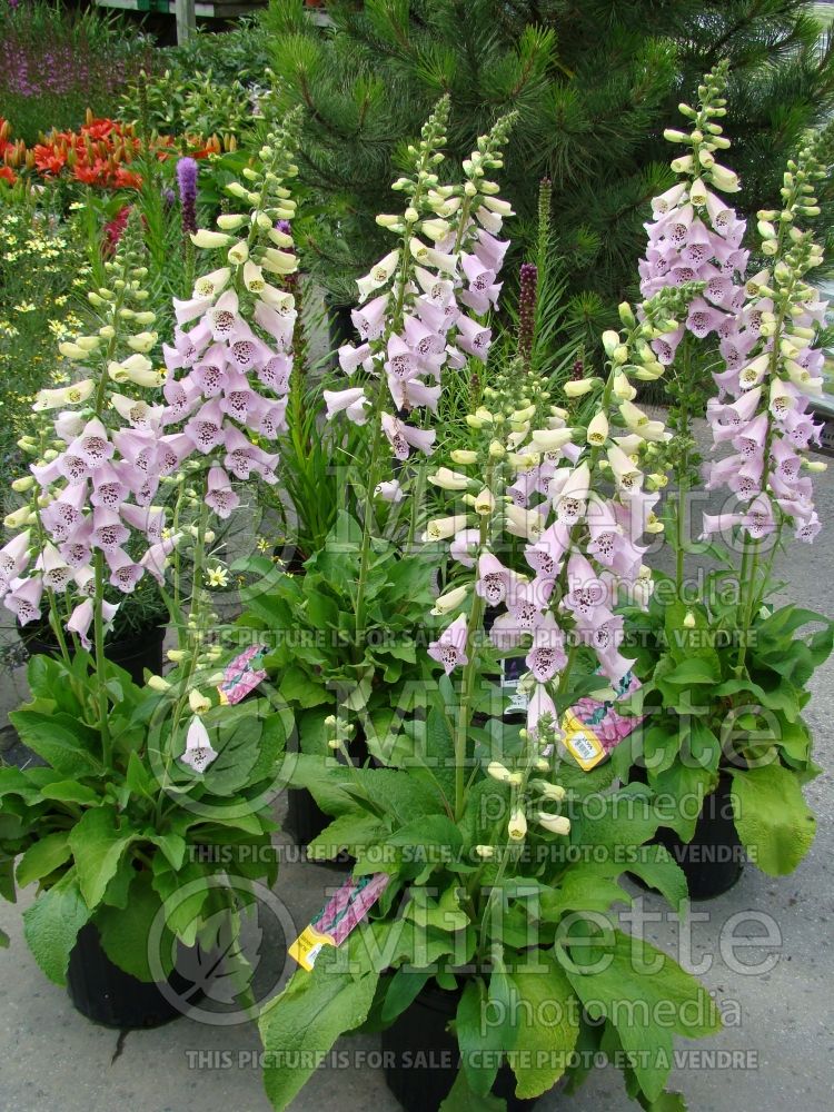 Photo of Digitalis Camelot Lavender Foxglove