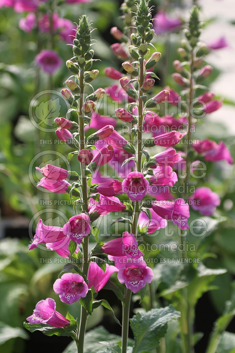 Digitalis Dalmatian Purple (Foxgloves) 1