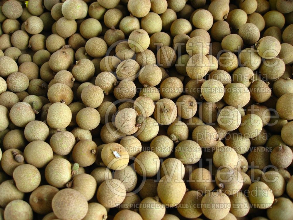 Dimocarpus longan (soapberry longan) 3 