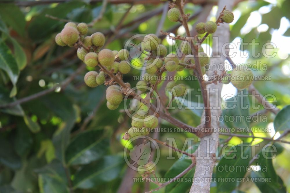 Dimocarpus longan (soapberry longan) 2 