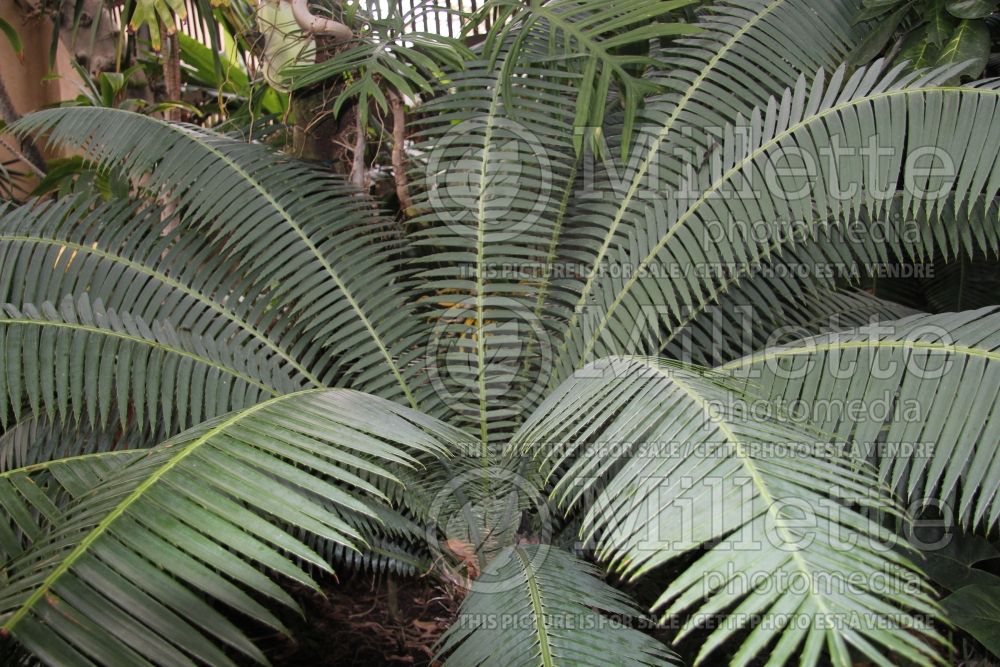 Dioon spinulosum (giant dioon palm gum palm) 1 