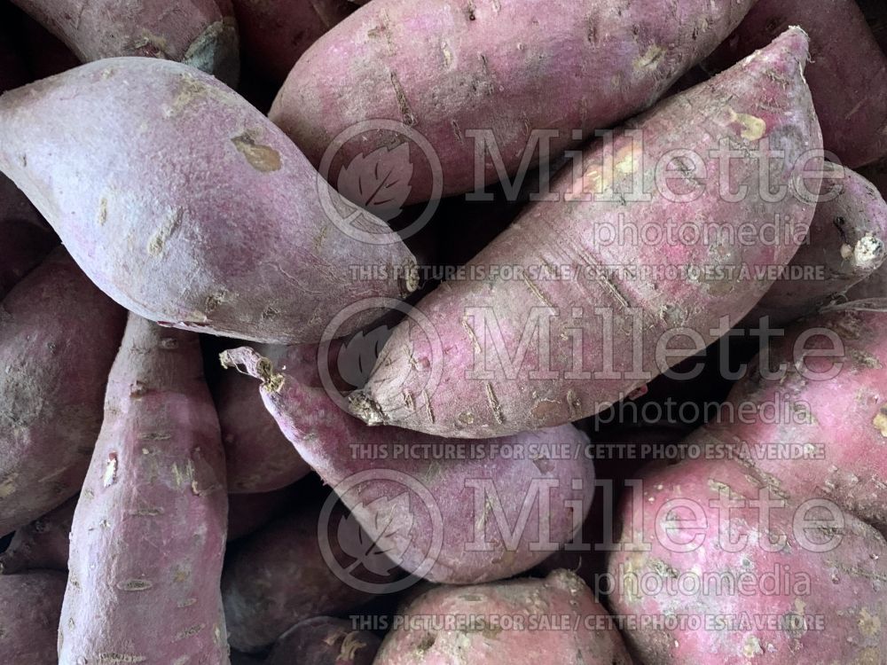Dioscorea alata (Yam sweet potatoes vegetable) 2