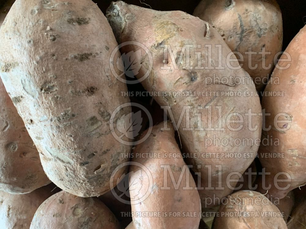 Dioscorea alata (Yam sweet potatoes vegetable) 1