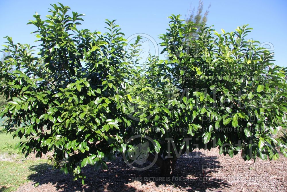 Diospyros Maher (Black sapote fruit) 1