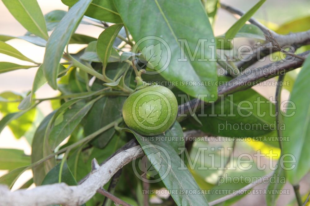 Diospyros digyna (Black sapote fruit) 1