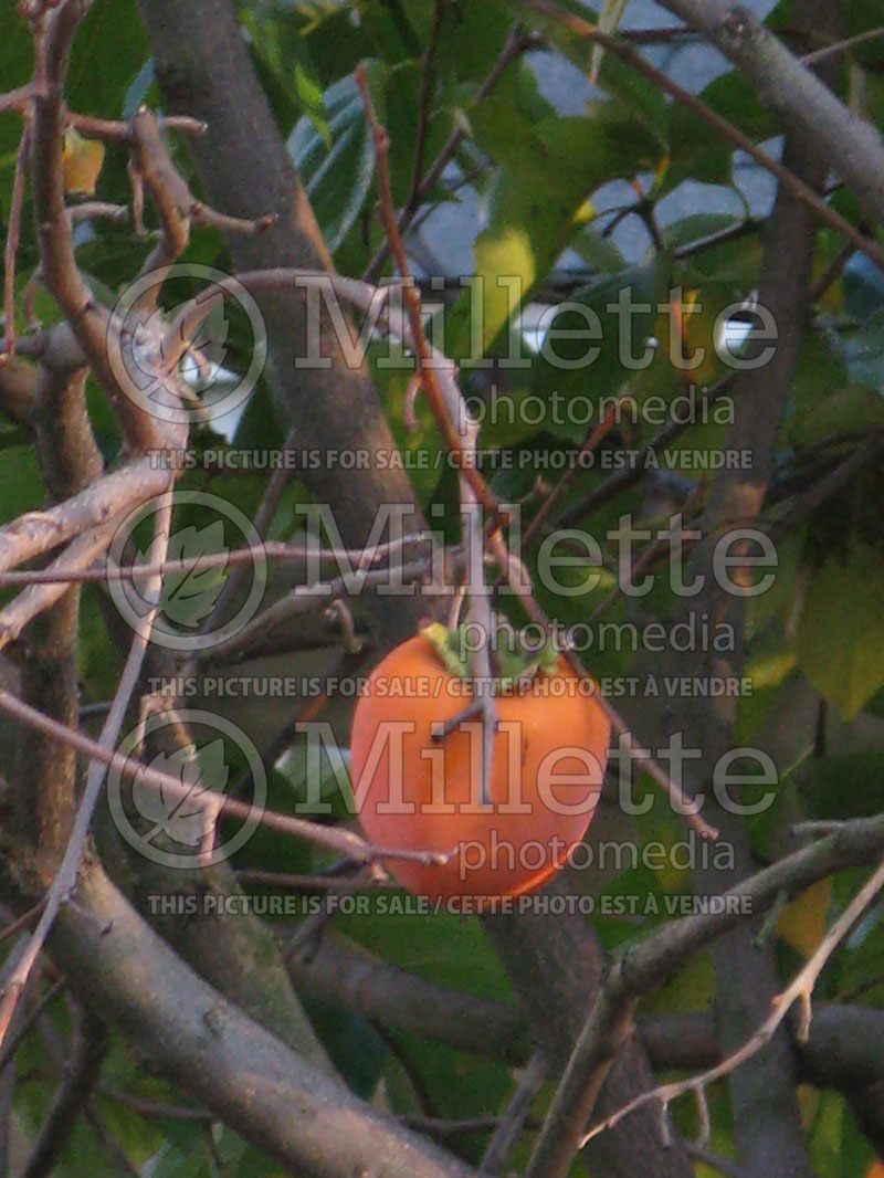 Diospyros kaki (Oriental persimmon- fruit - kaki) 4