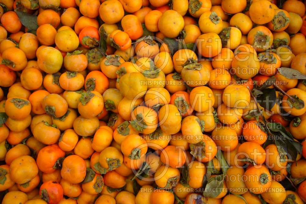 Diospyros Fuyu (Oriental persimmon- fruit - kaki) 1