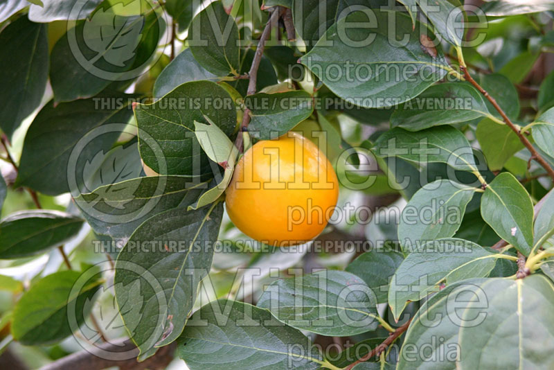 Diospyros kaki (Oriental persimmon- fruit - kaki) 7