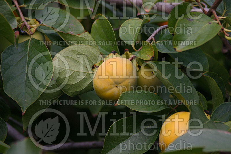 Diospyros kaki (Oriental persimmon- fruit - kaki) 2