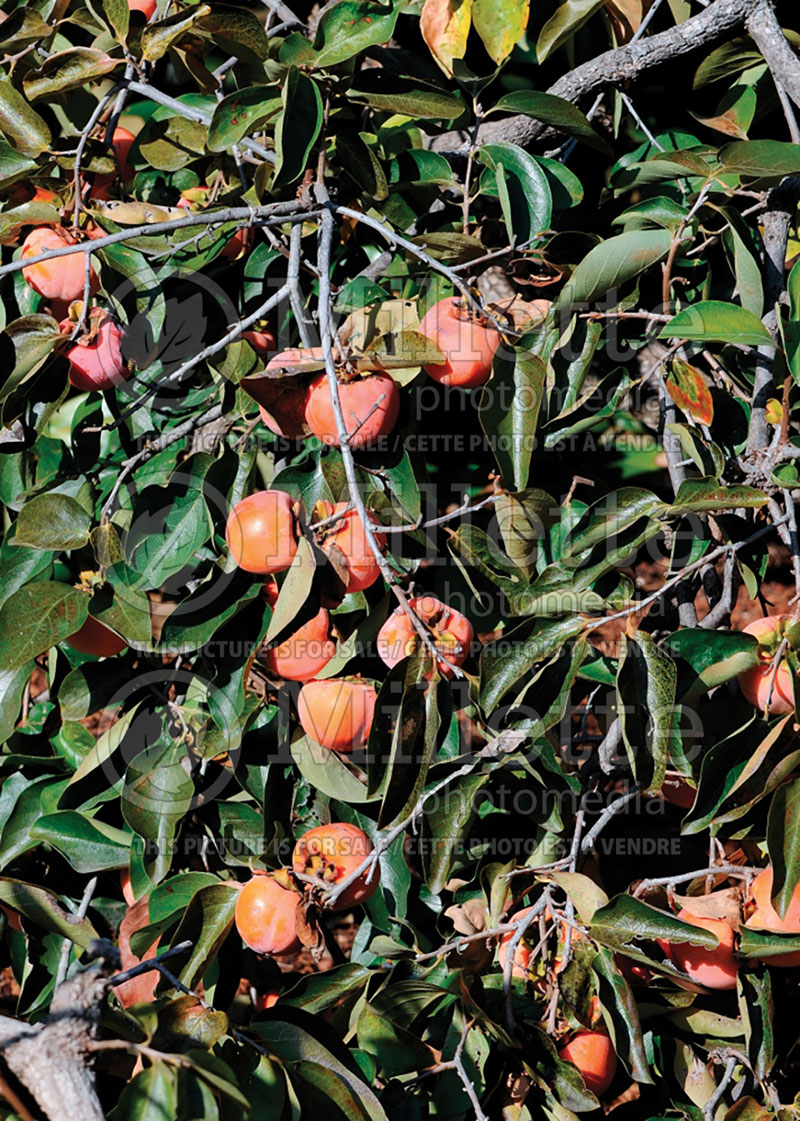 Diospyros kaki (Oriental persimmon- fruit - kaki) 1