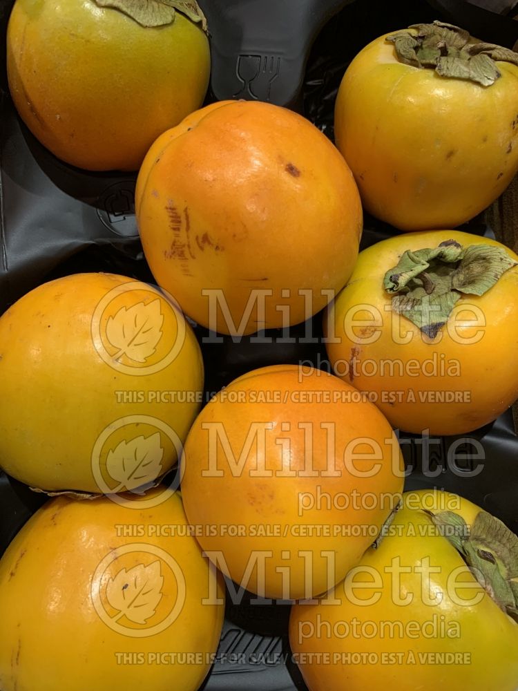Diospyros kaki (Oriental persimmon- fruit - kaki) 8