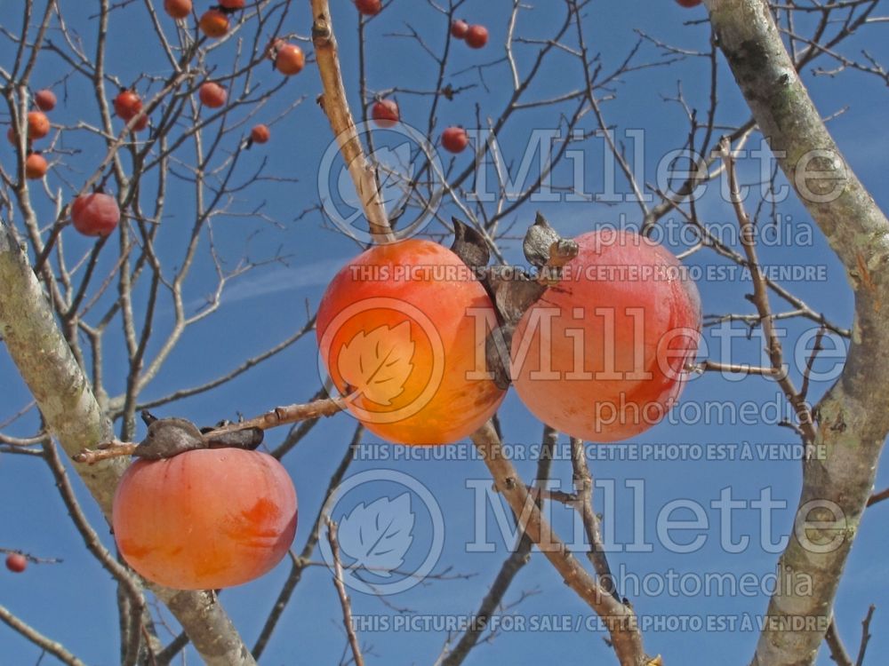 Diospyros virginiana (Kaki persimmon - fruit) 16