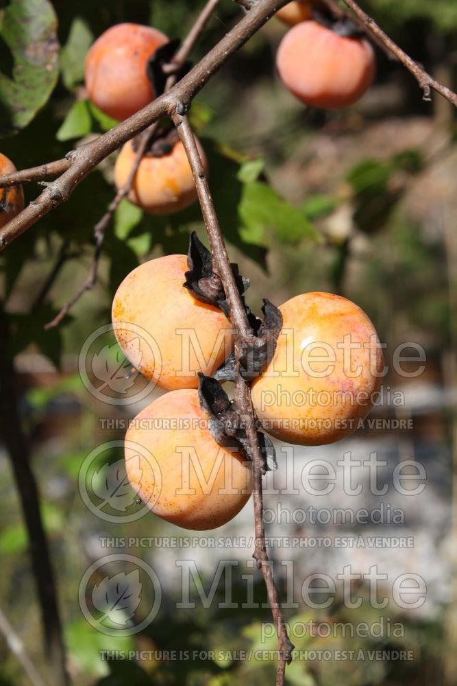 Diospyros virginiana (Kaki persimmon - fruit) 15