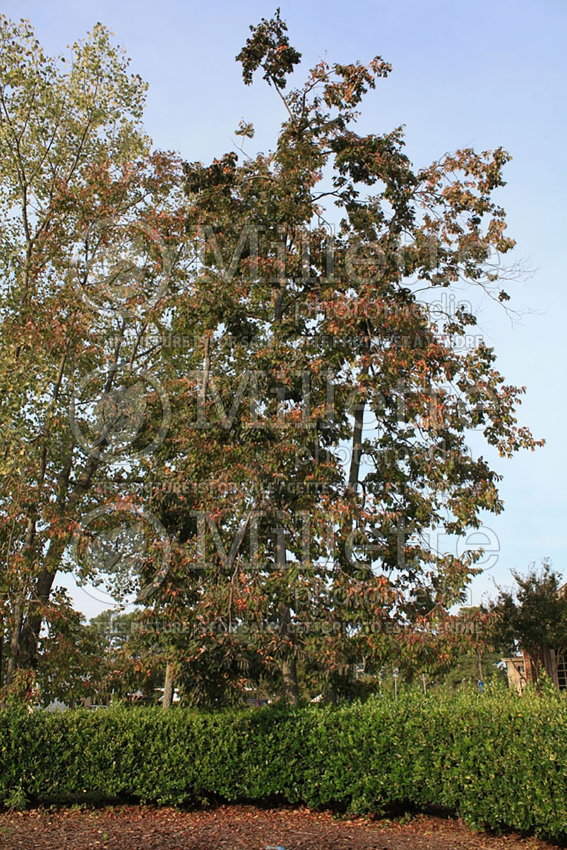 Diospyros virginiana (Kaki persimmon - fruit) 8