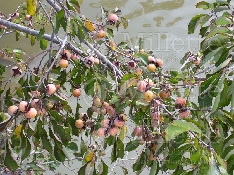 Diospyros virginiana (Kaki persimmon - fruit) 14