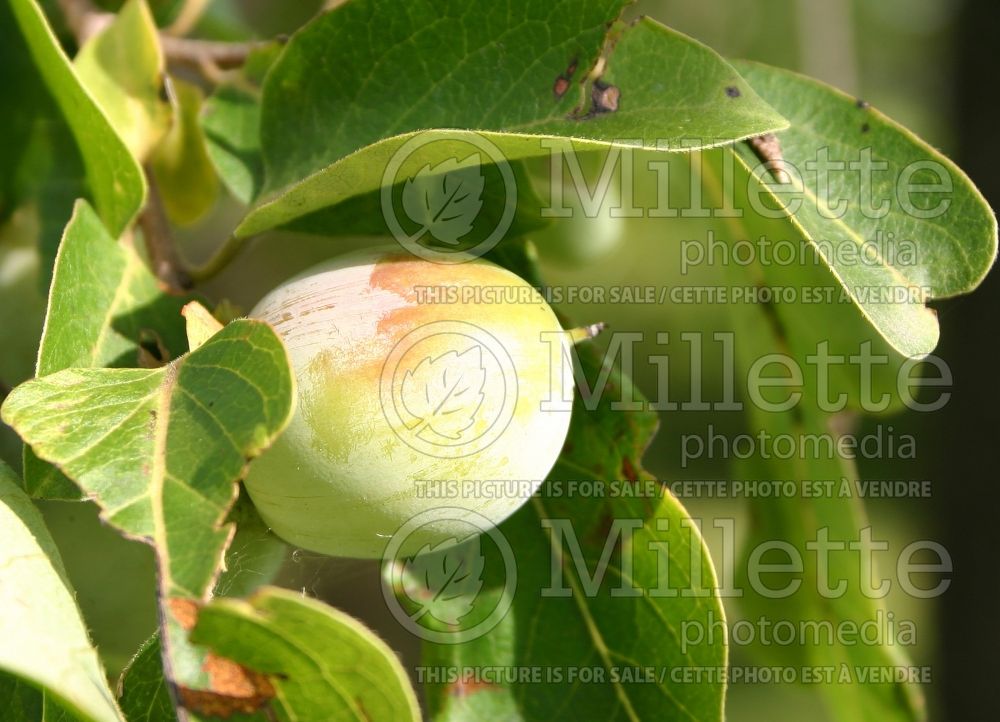 Diospyros virginiana (Kaki persimmon - fruit) 12