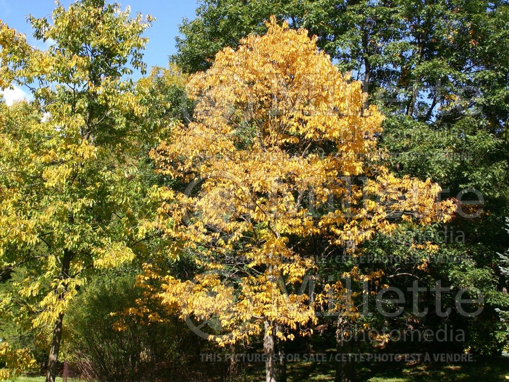 Diospyros virginiana (Kaki persimmon - fruit) 3