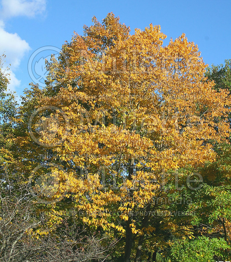 Diospyros virginiana (Kaki persimmon - fruit) 4