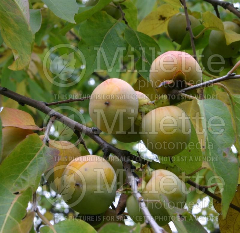 Diospyros virginiana (Kaki persimmon - fruit) 11