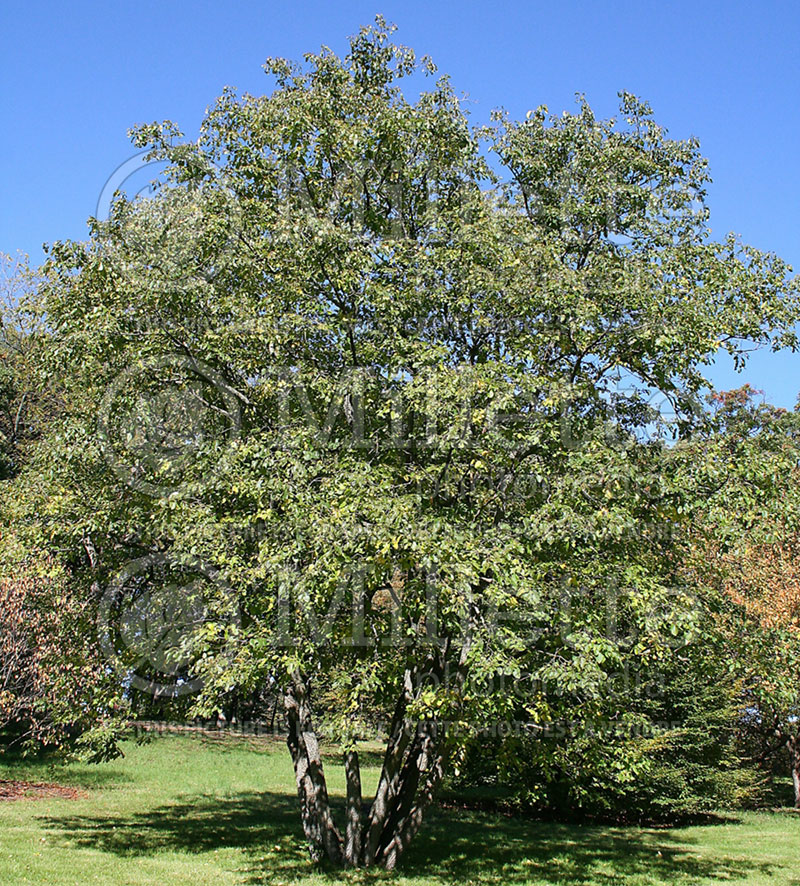 Diospyros virginiana (Kaki persimmon - fruit) 5