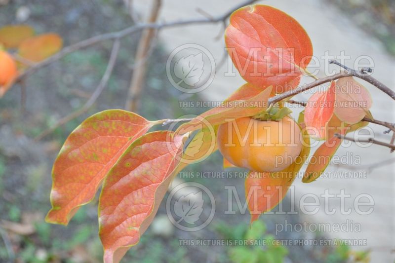 Diospyros virginiana (Kaki persimmon - fruit) 10