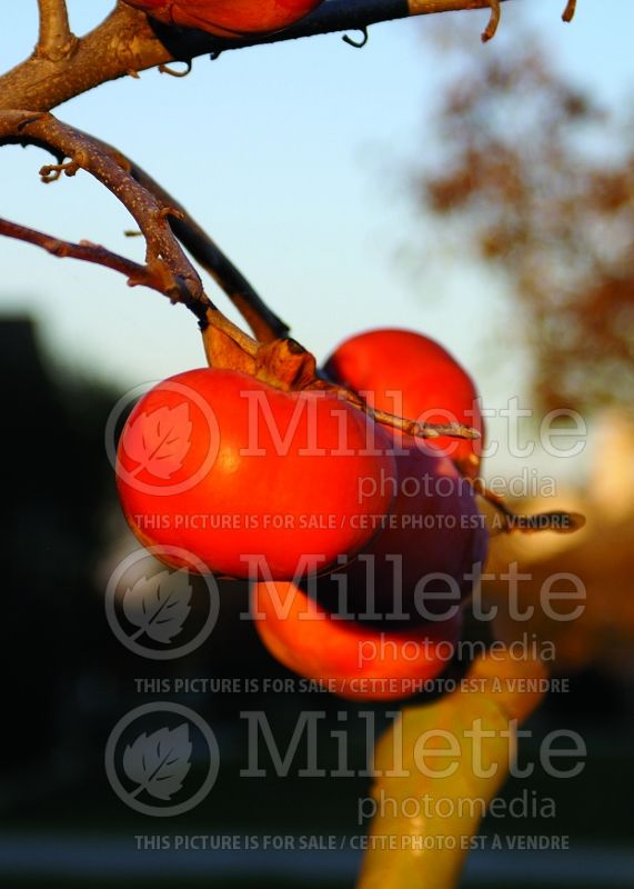 Diospyros virginiana (Kaki persimmon - fruit) 9