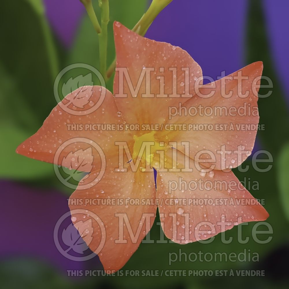 Dipladenia Sun Parasol Firedup Orange (Mandevilla) 1