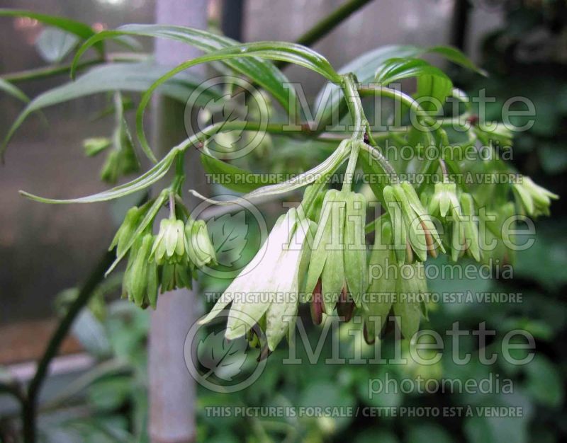 Disporum Night Heron (Chinese fairy bells) 2 