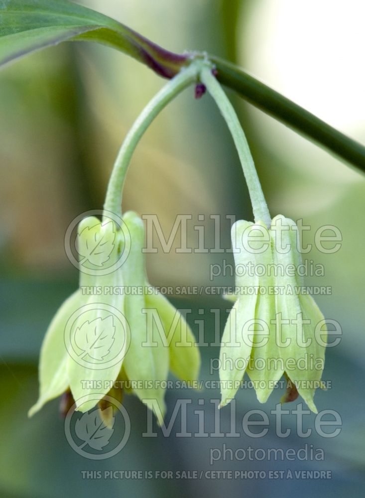 Disporum Night Heron (Chinese fairy bells) 4 