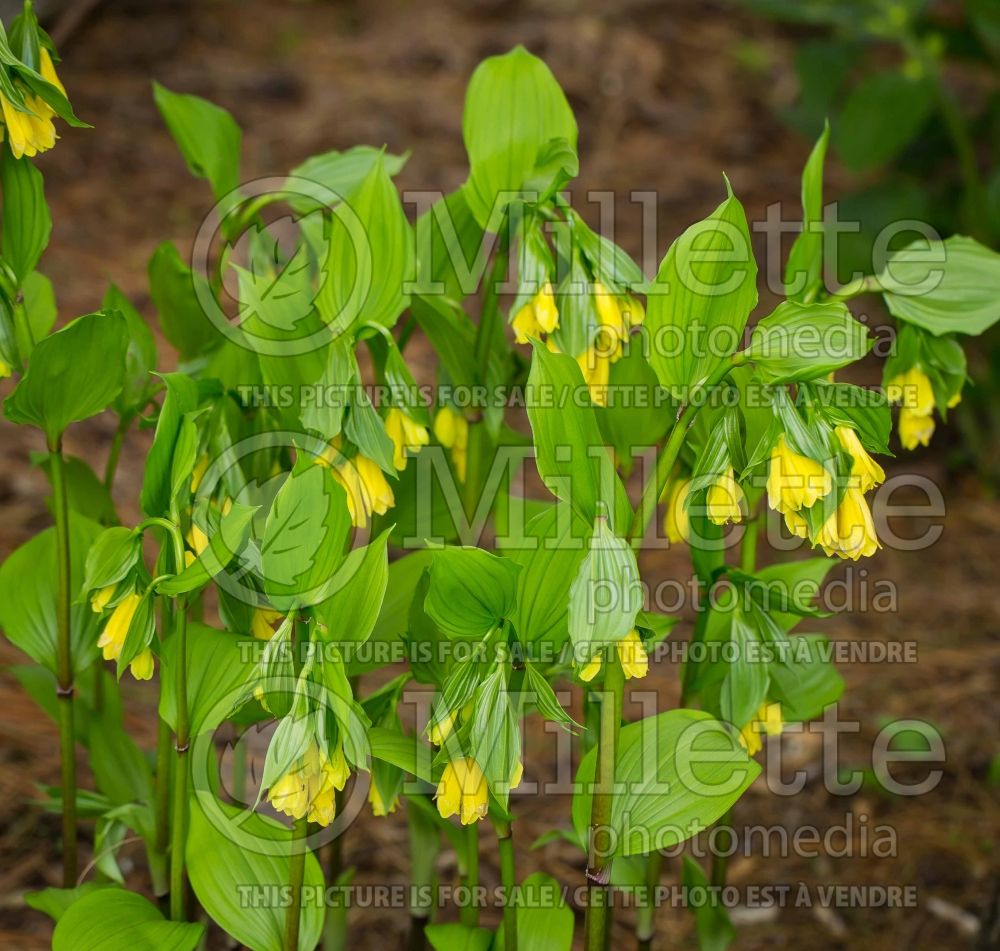 Disporum flavens (airy bells) 3 