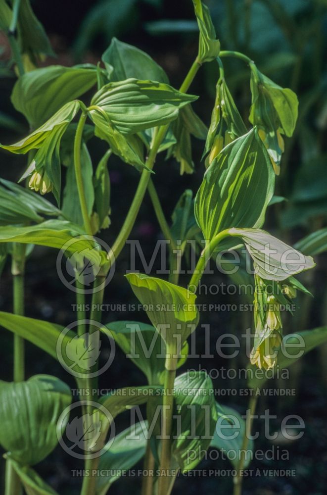 Disporum flavens (airy bells) 1 