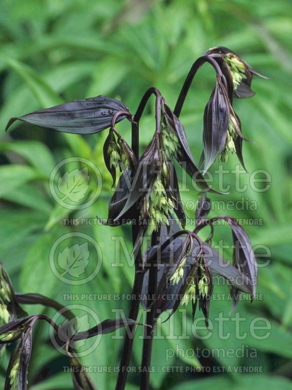 Disporum Night Heron (Chinese fairy bells) 5 