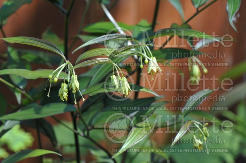 Disporum Night Heron (Chinese fairy bells) 1 