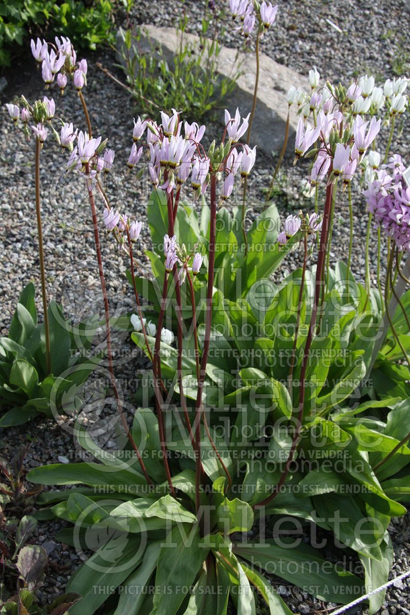 Dodecatheon meadia (Shooting Star)  1