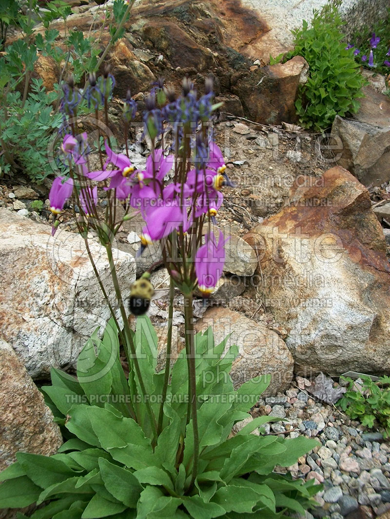 Dodecatheon Aphrodite (Shooting Star) 1