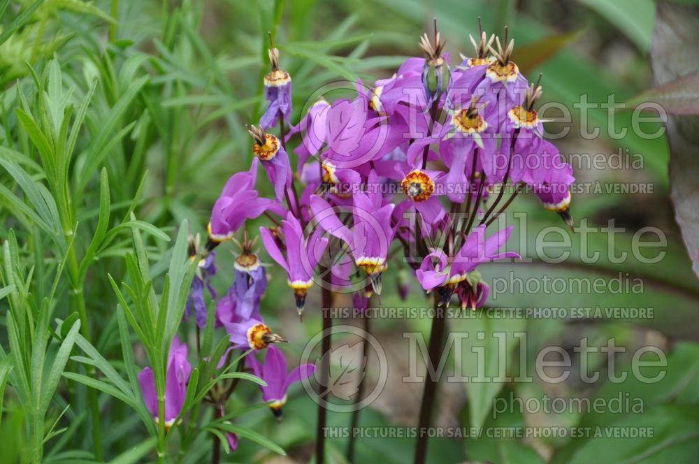 Dodecatheon meadia (Shooting Star) 3