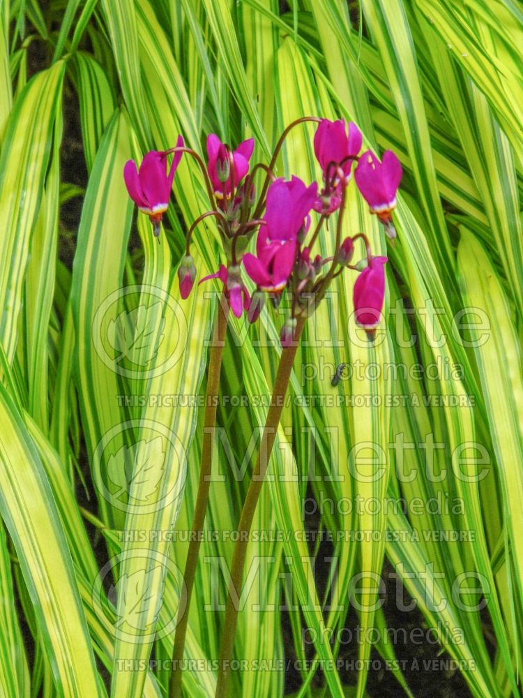 Dodecatheon meadia (Shooting Star) 5