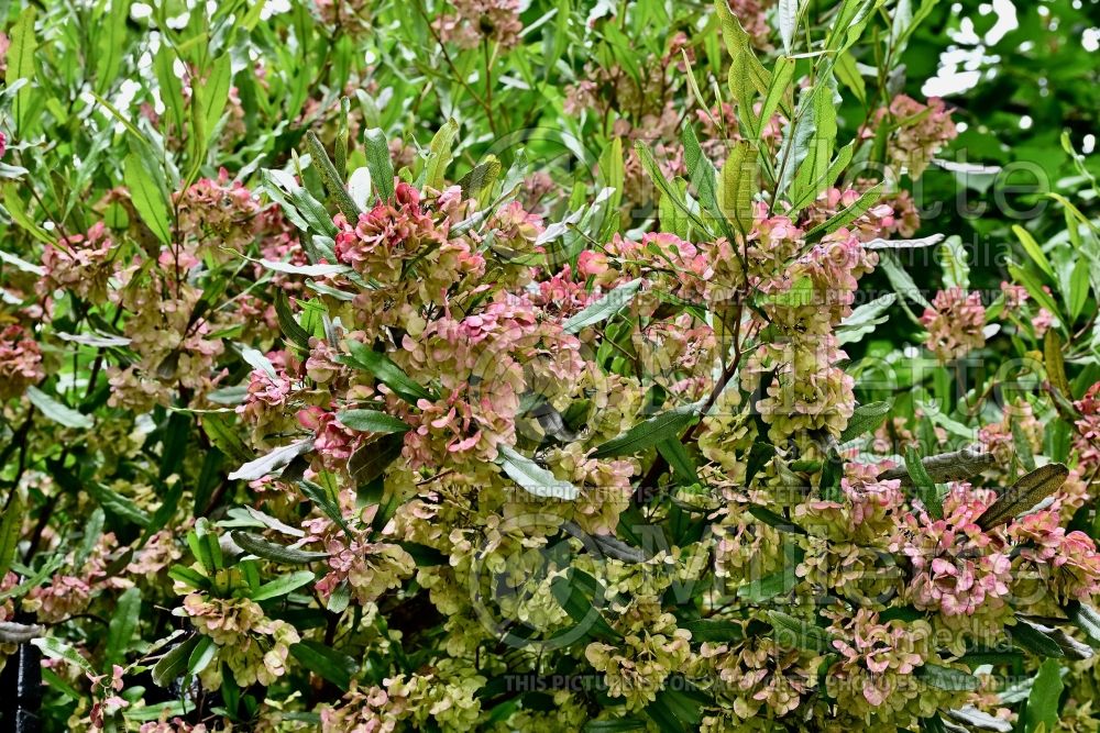 Dodonaea viscosa (sticky hop bush) 7