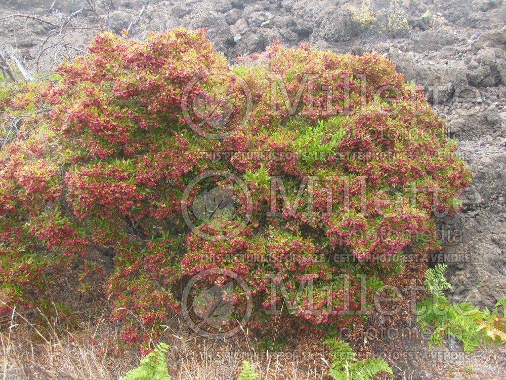 Dodonaea viscosa (sticky hop bush) 2