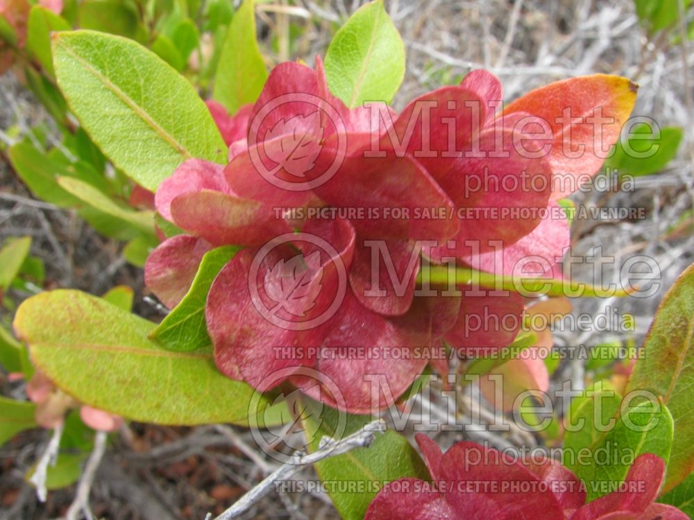 Dodonaea viscosa (sticky hop bush) 3