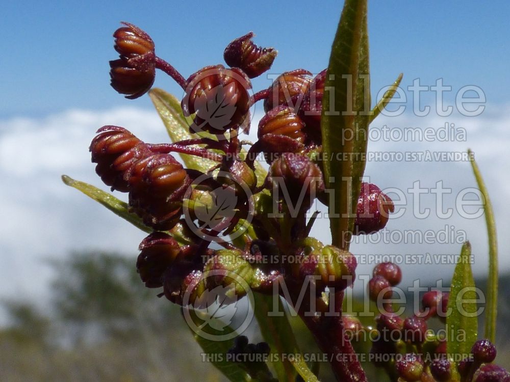 Dodonaea viscosa (sticky hop bush) 5