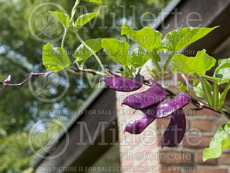 Dolichos Ruby Moon (Hyacinth Bean) 2 