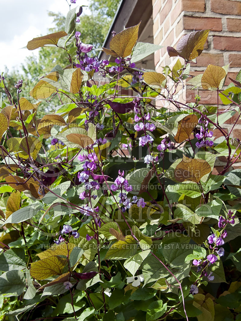 Dolichos Ruby Moon (Hyacinth Bean) 1 