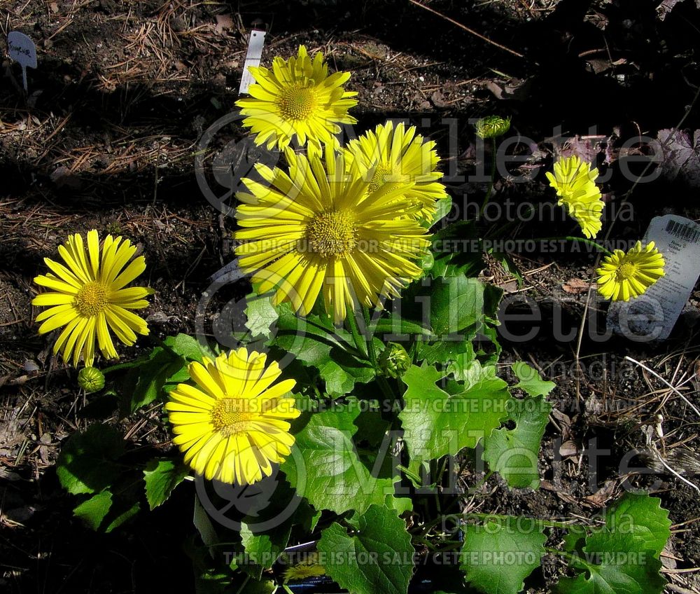 Doronicum Little Leo (Leopard's Bane) 2 