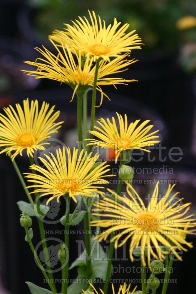 Doronicum Finesse (Leopard's Bane) 1 