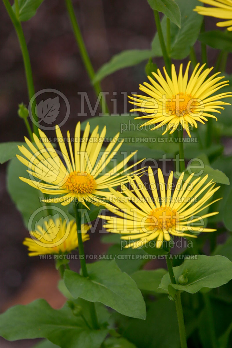 Doronicum Finesse (Leopard's Bane) 2 