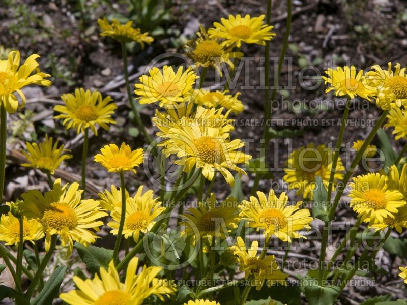 Doronicum Gold Cut (Leopard's Bane) 1 